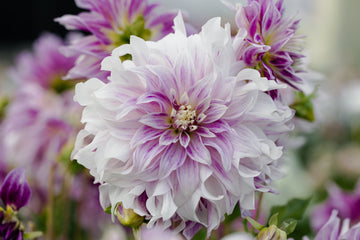 Dahlia Bristol Stripe