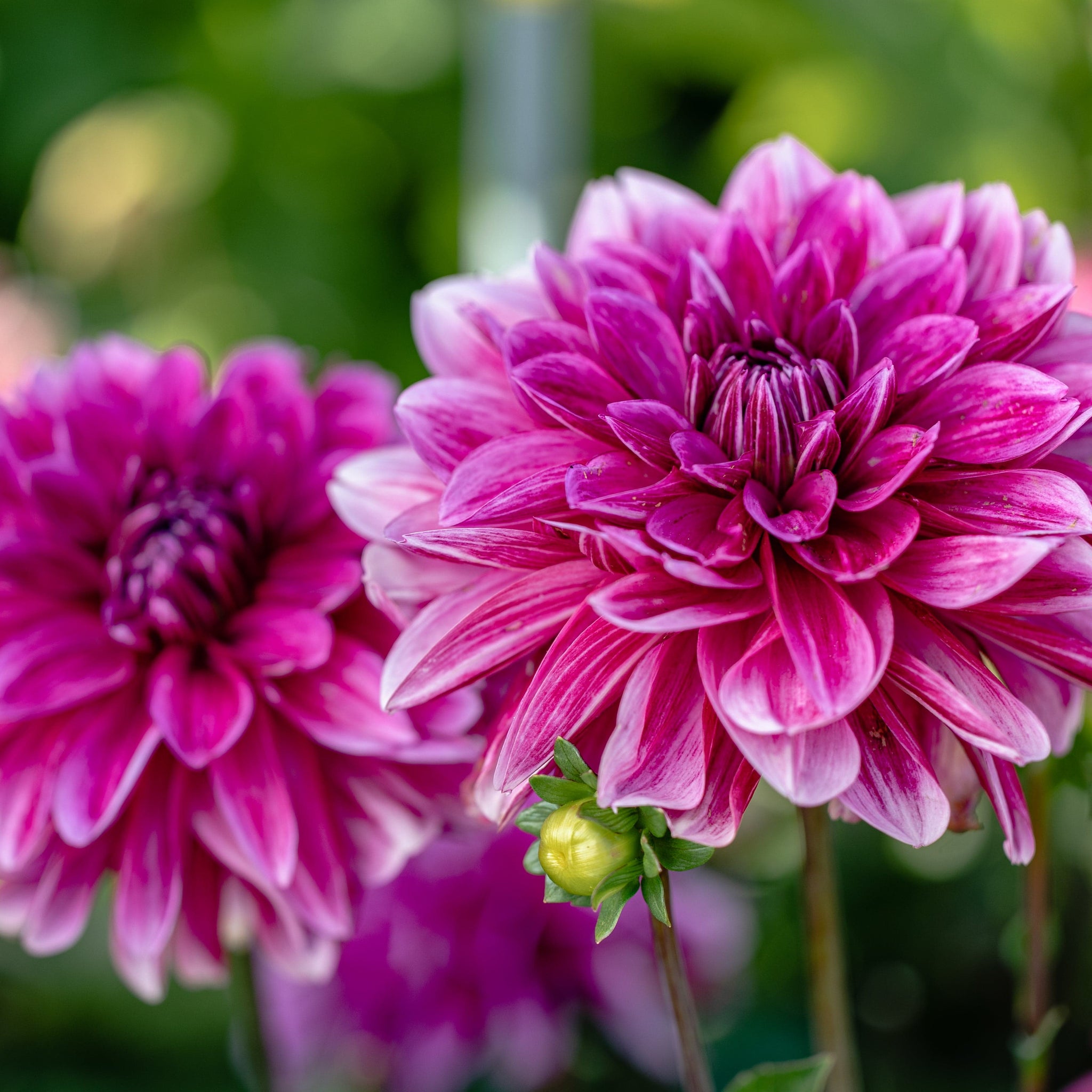 Dahlia Caproz Pizzazz