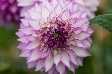 Dahlia Clearview Debby