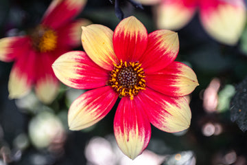 Dahlia Dahlegria Bicolore
