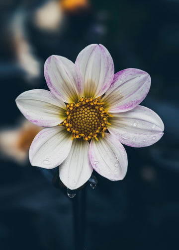 Dahlia Dahlegria White