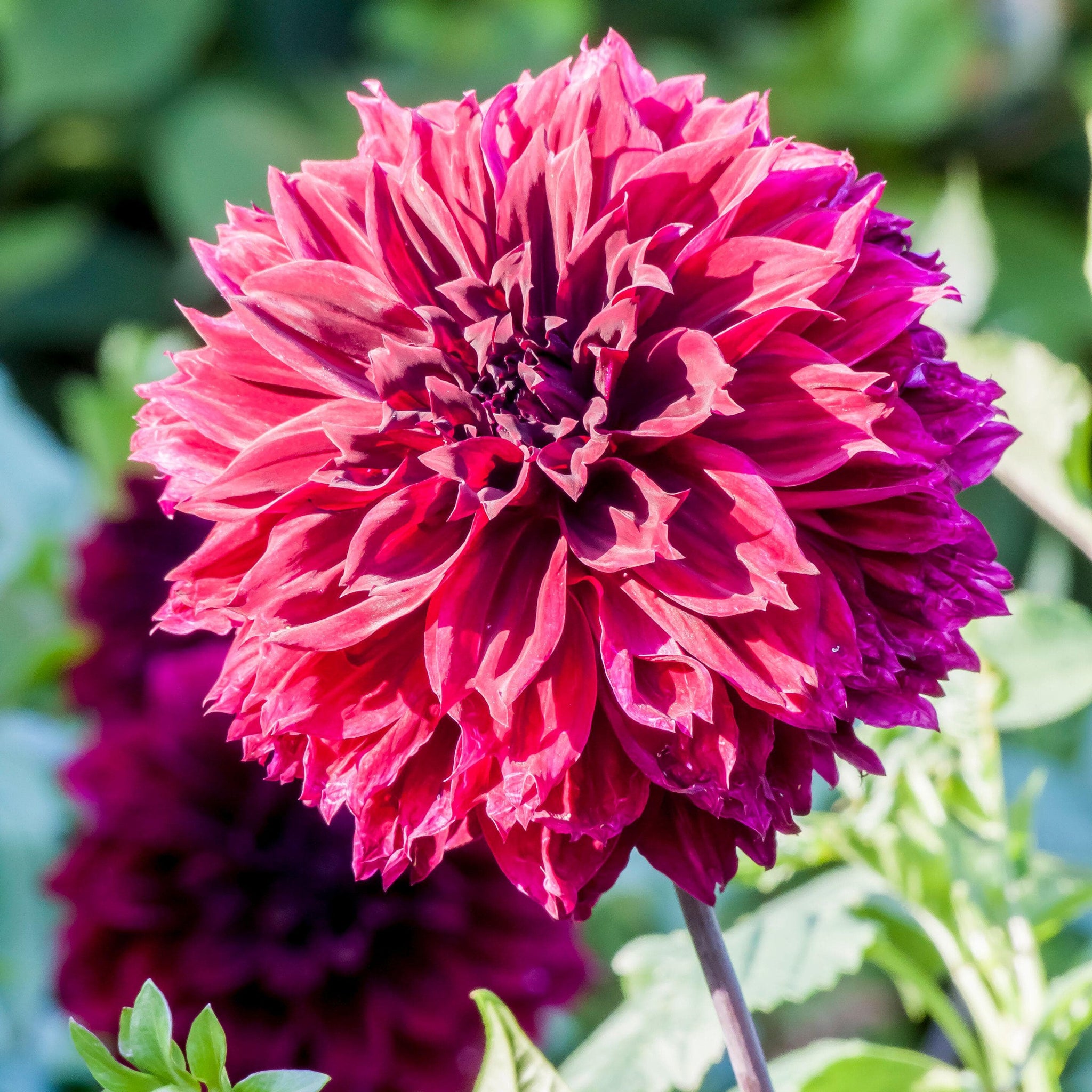 Dahlia Dark Fubuki