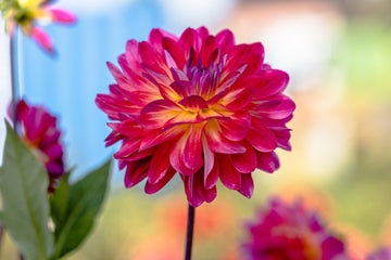 Dahlia Double Shine