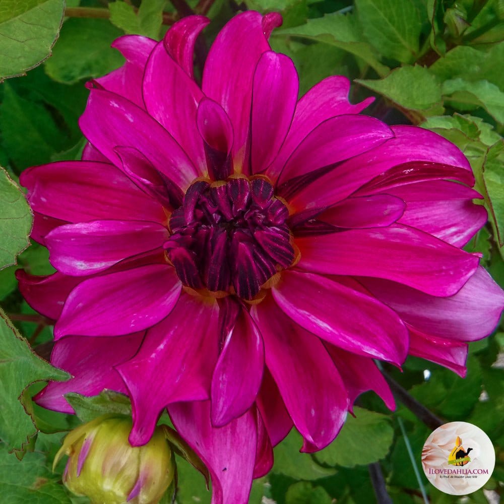 Drama Queen - Dahlia - Blomsterverden