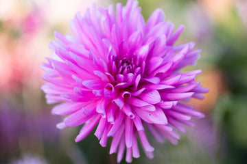 Dahlia Elga-Bergerhoff