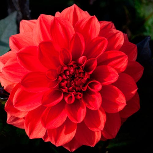 Dahlia Ellen Huston