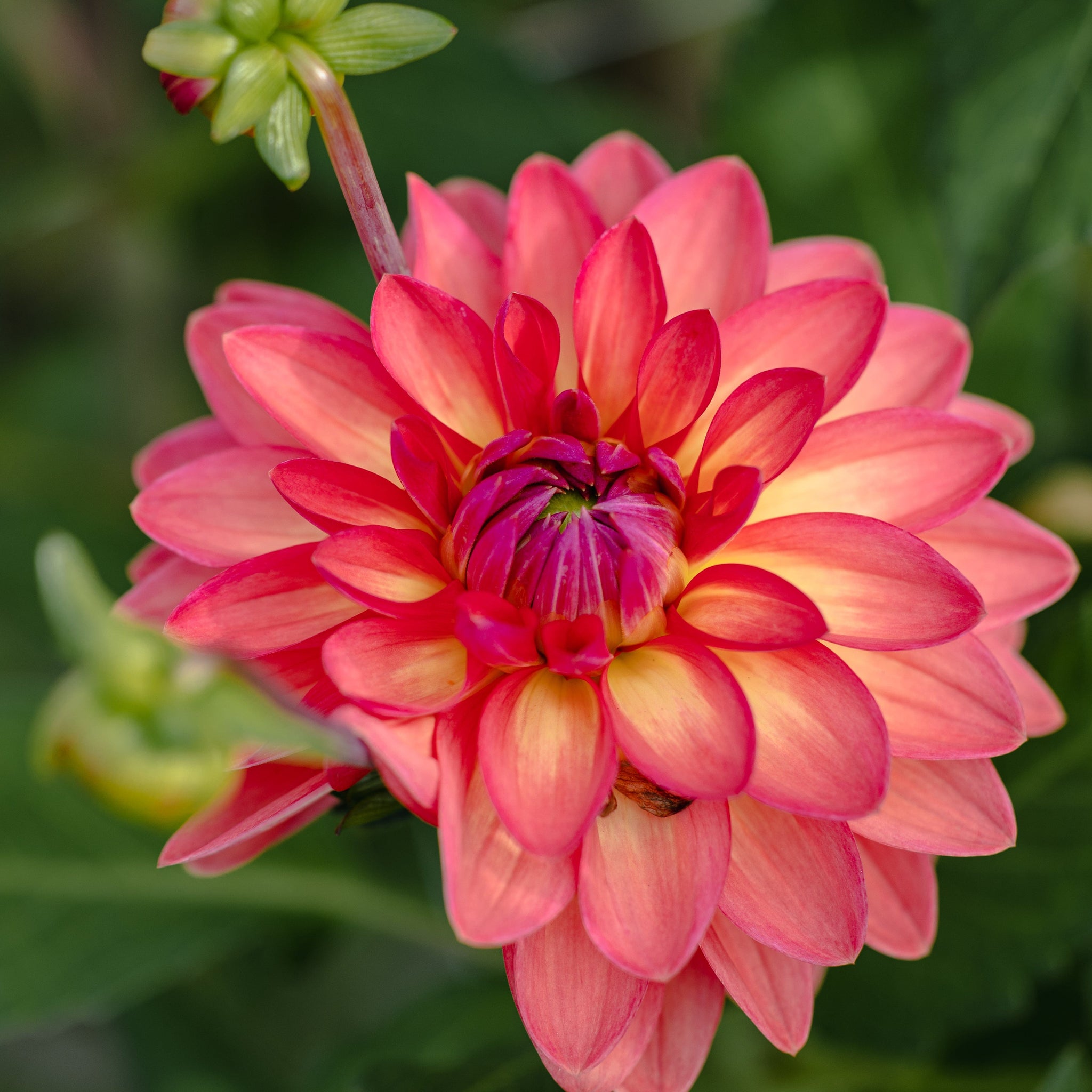 Dahlia 'Ellen Nauta'