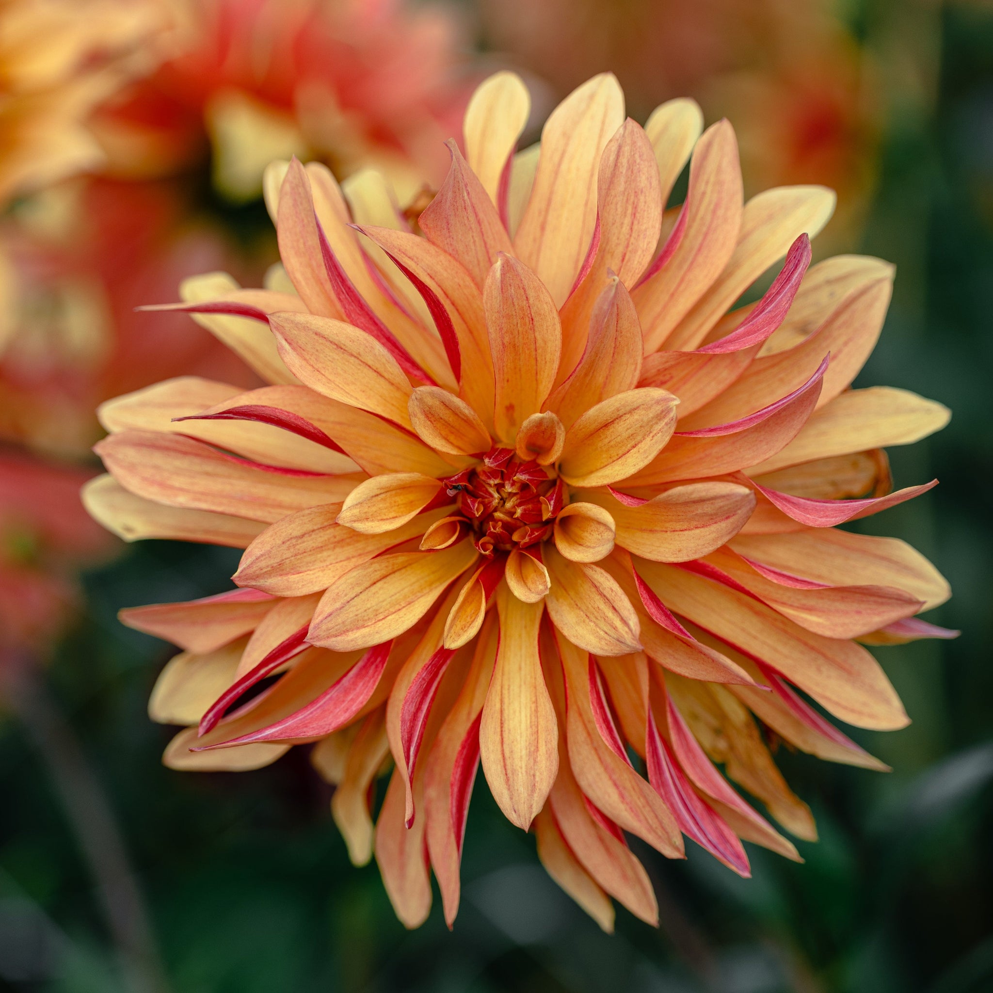 Dahlia French Cancan