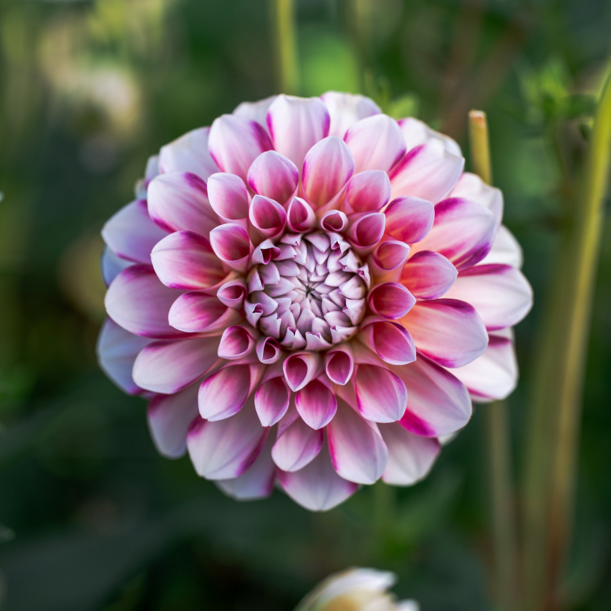 Dahlia Hawaii