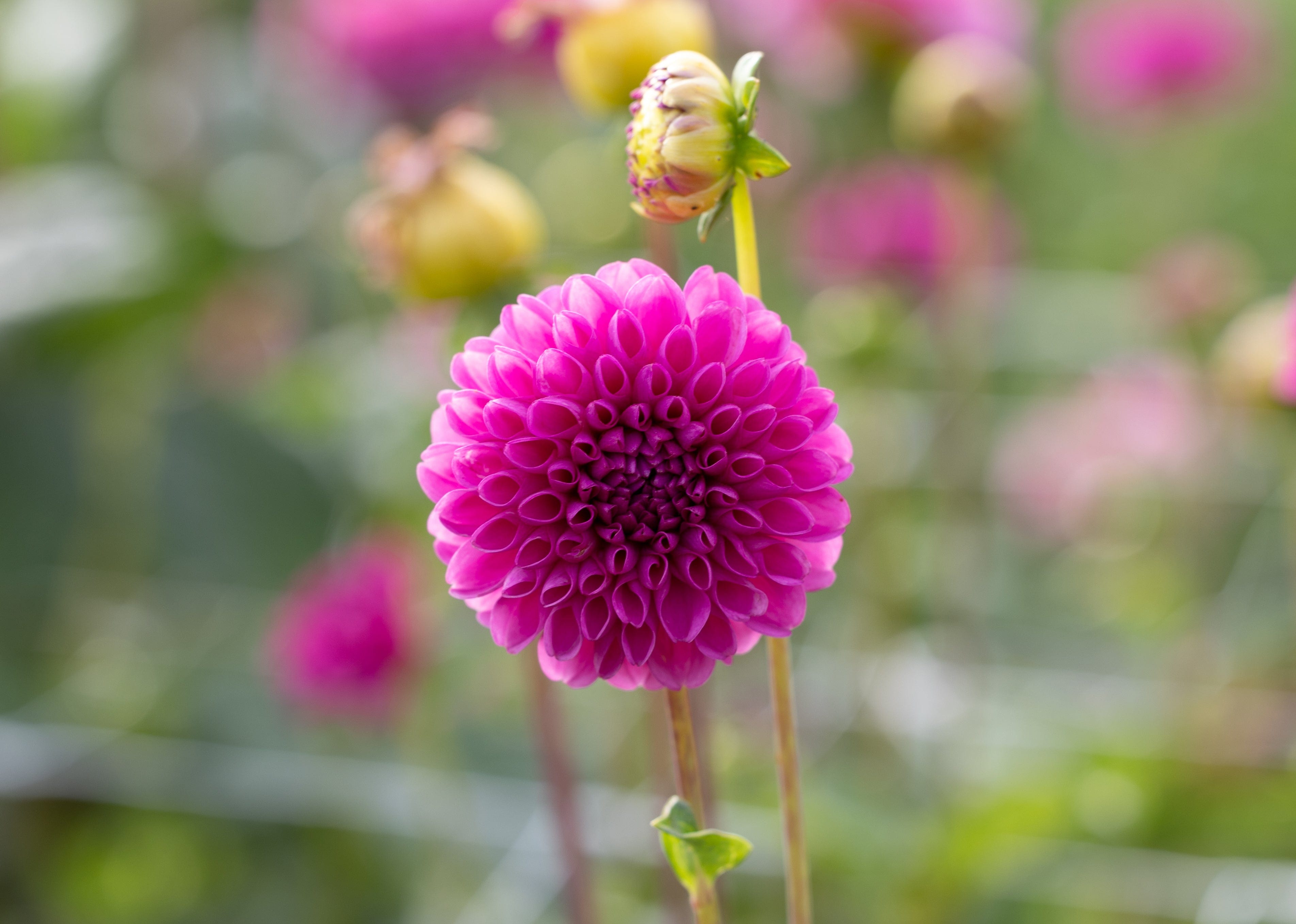 Dahlia 'Jan van Schaffelaar'