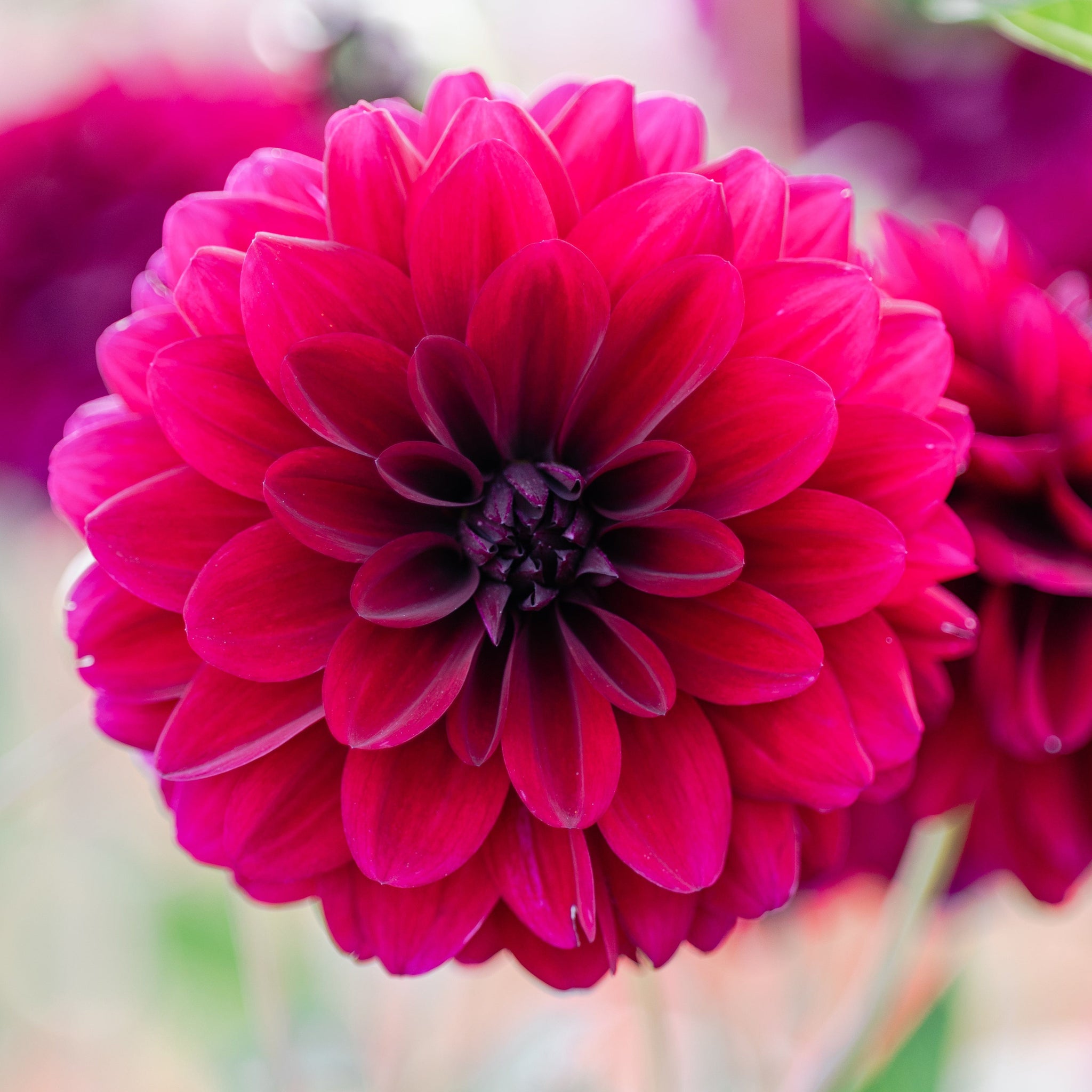 Dahlia Karma Naomi
