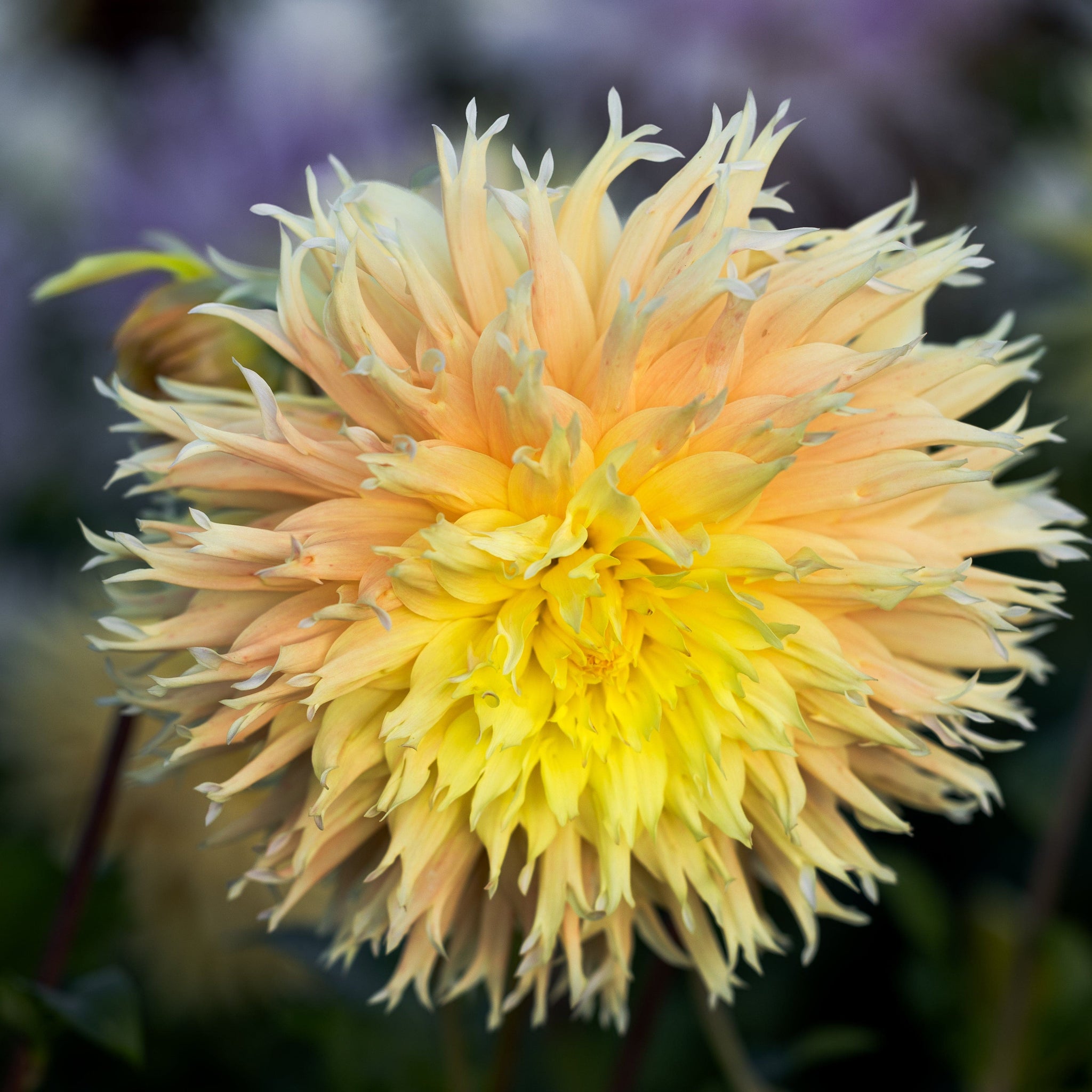 Dahlia Mingus Joshua