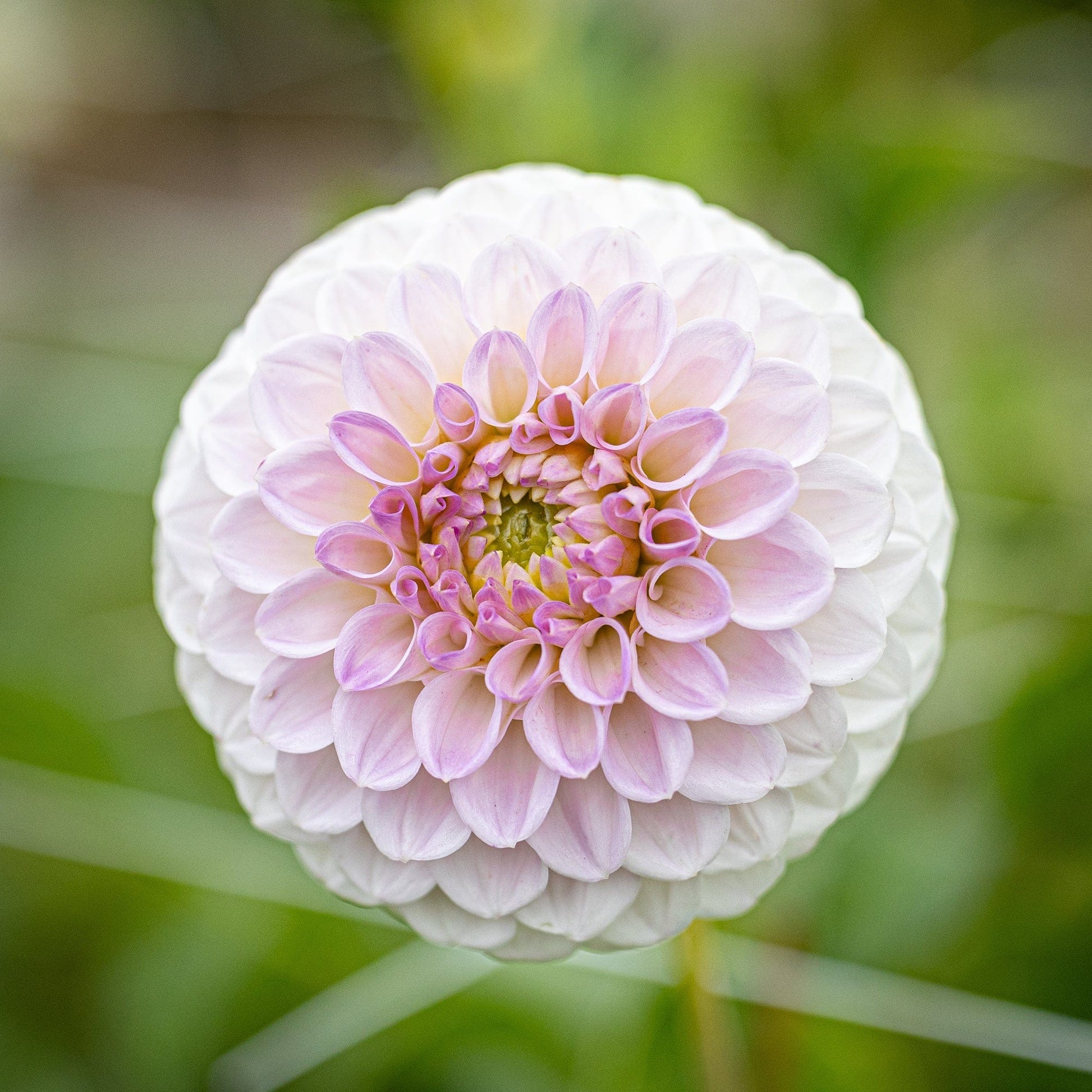 Dahlia Pink Pearl