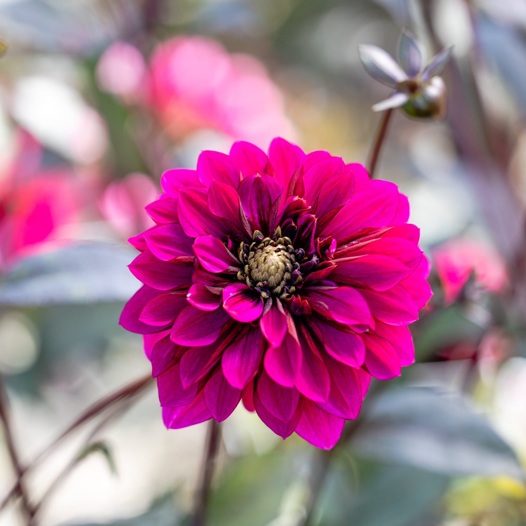 Dahlia Purple Haze
