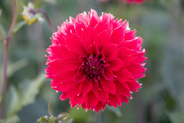 Dahlia Red Fubuki