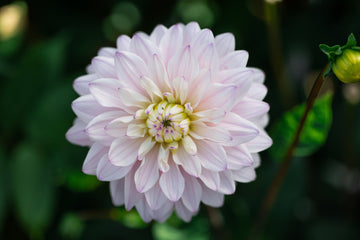 Dahlia Silver Years
