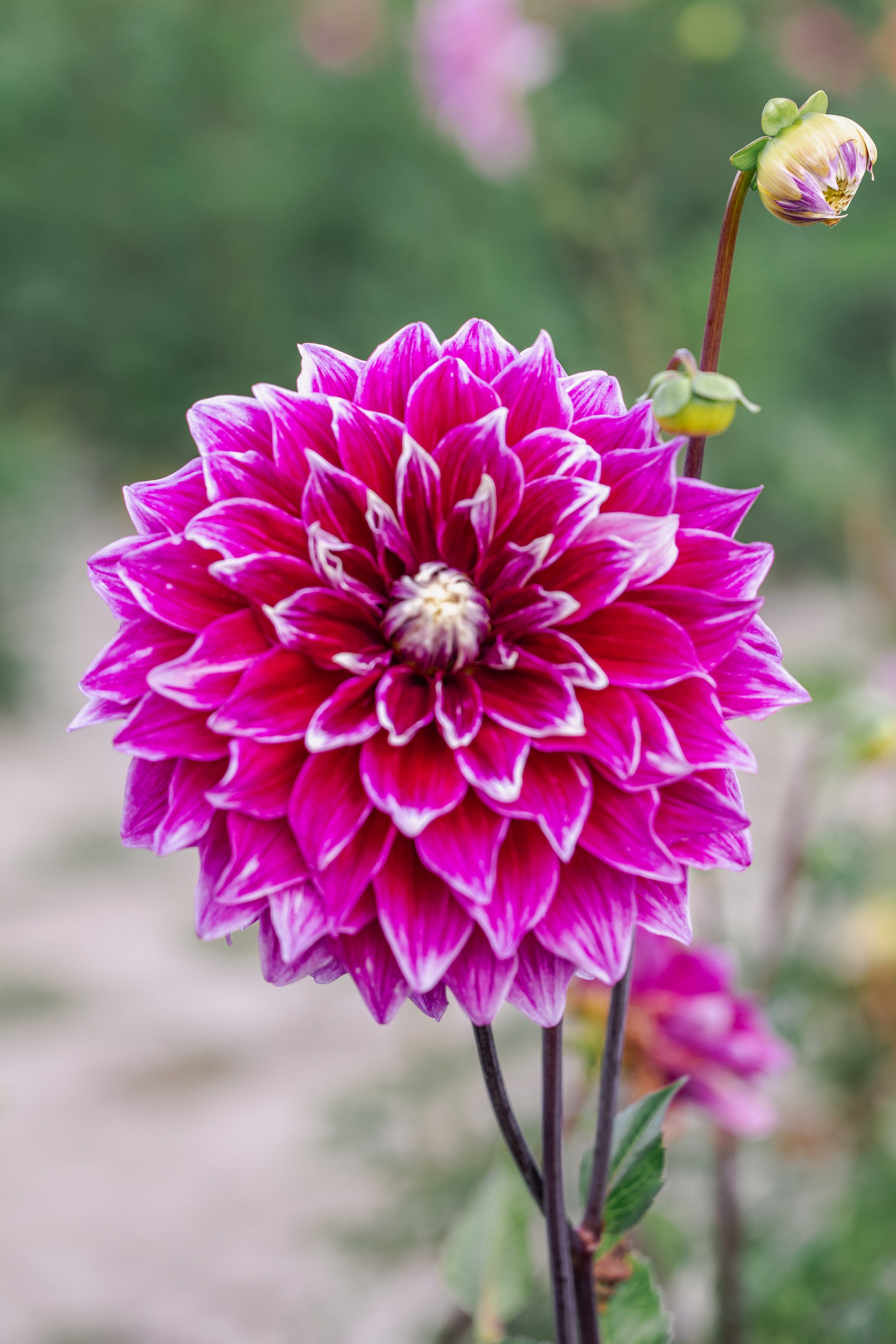 Dahlia Uncle B