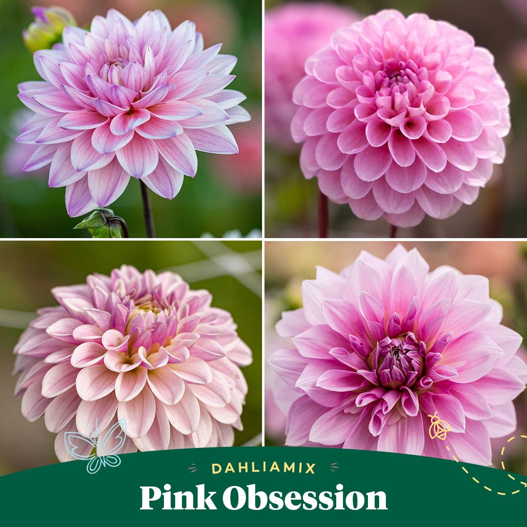 Dahliamix 'Pink Obsession'