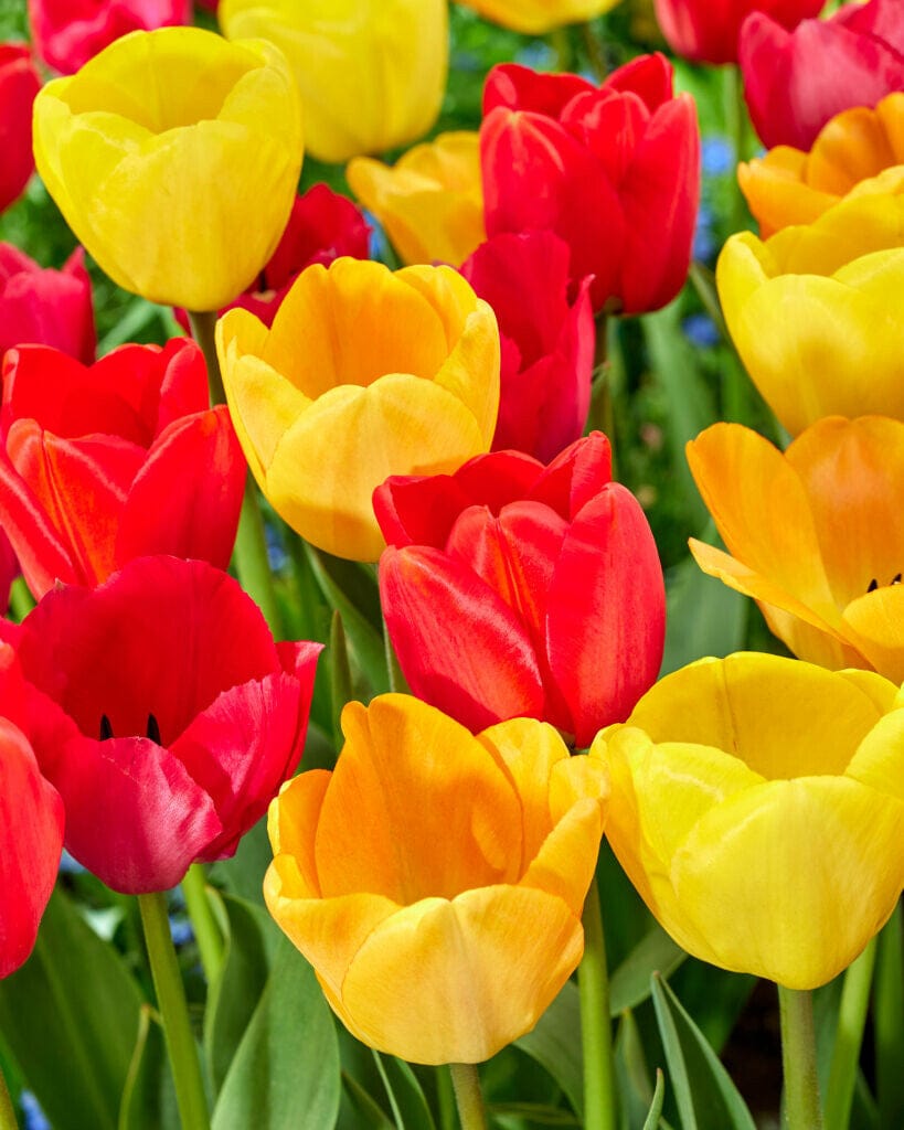 'Darwinhybrid' tulipanblanding