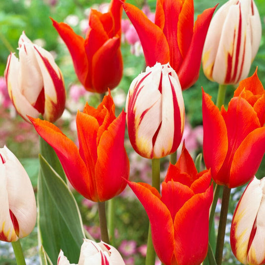 'Flaming' tulipanblanding