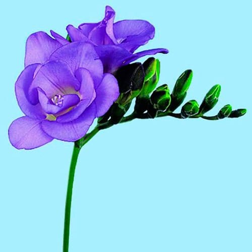Fresia dubbel, blå/lila - World of Flowers