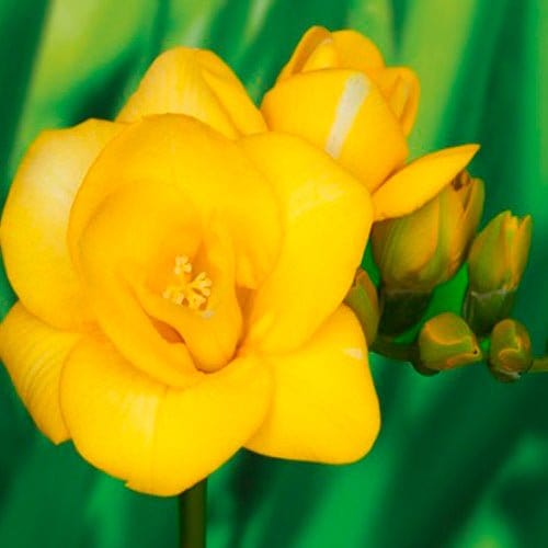 Fresia dubbel, gul - Flower World