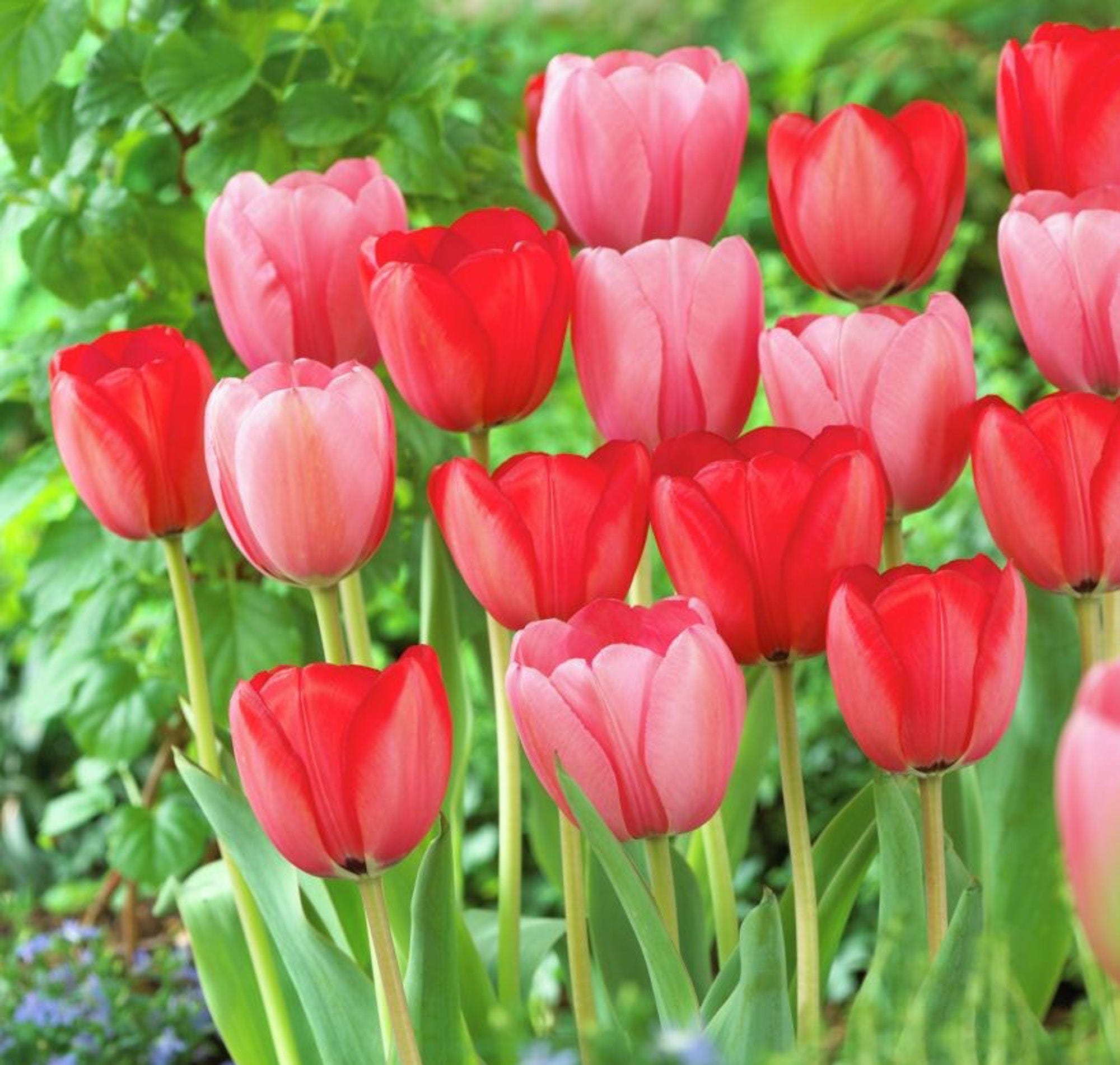 'Impression Kiss' tulipanblanding