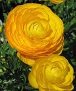 Ranunkel, gul - Blomsterverden