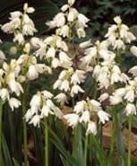 Spansk Scilla Hvid - Blomsterverden