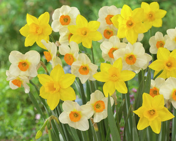 'Sweet Flower' Narcissusblanding