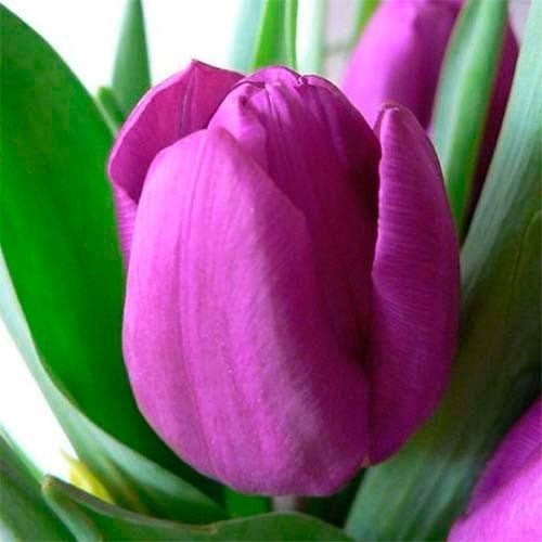 Purple Purissima - Blomsterverden